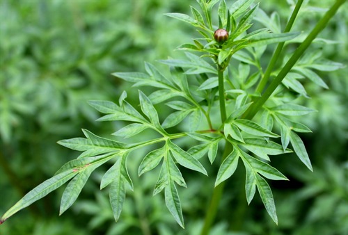 Manfaat Tanaman Kenikir