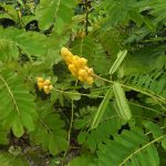 Manfaat Tanaman Ketepeng Cina