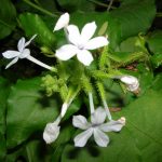 Manfaat Tanaman Daun Encok