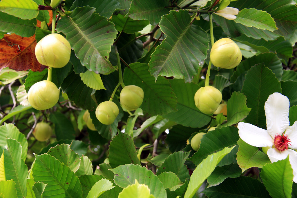 manfaat Tanaman Dillenia