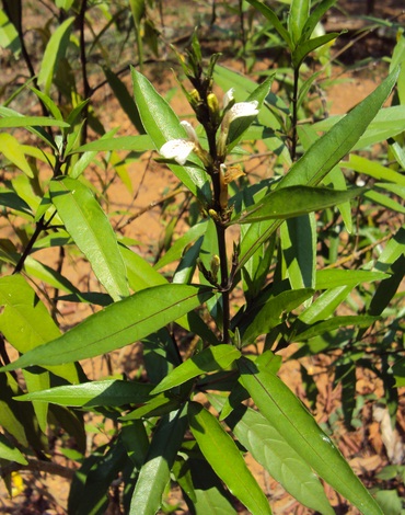 Manfaat Tanaman Gandarusa