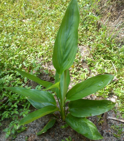 Manfaat Tanaman Garut