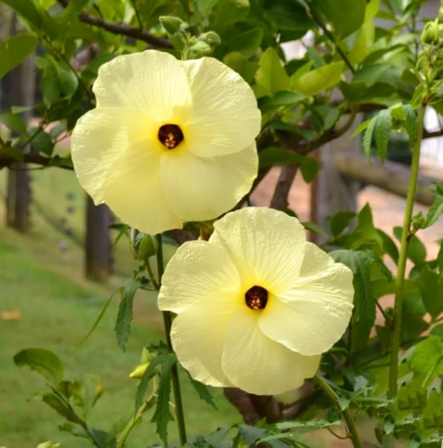 Manfaat Tanaman Gedi