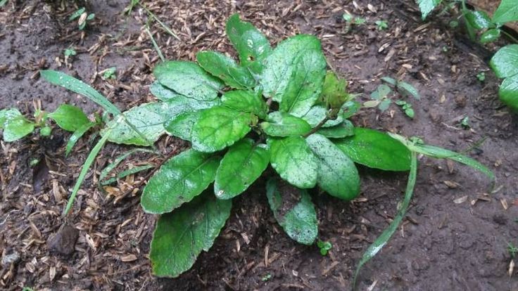 Manfaat Tanaman Gempur Batu