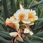 Manfaat Tanaman Gondomono