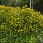 Manfaat Tanaman Hujan Emas