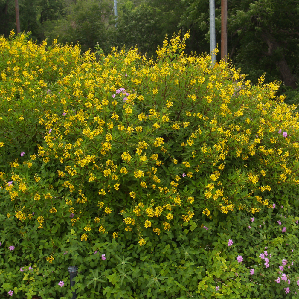 Manfaat Tanaman Hujan Emas