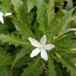 Manfaat Tanaman Kitolod