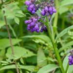 Manfaat Tanaman Komfrey