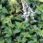 Manfaat Tanaman Kumis Kucing