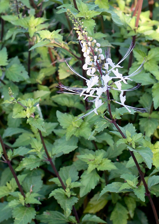 Manfaat Tanaman Kumis Kucing