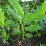 Manfaat Tanaman Kunir Putih