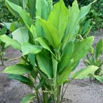 Manfaat Tanaman Kunyit