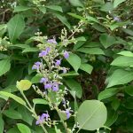 Manfaat Tanaman Legundi