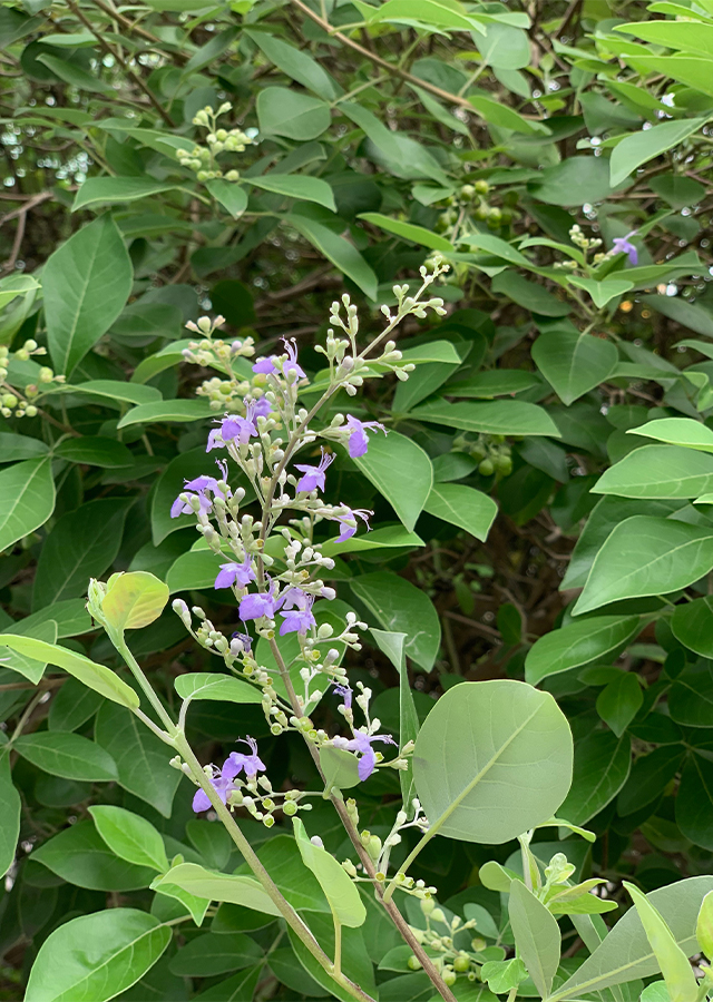 Manfaat Tanaman Legundi