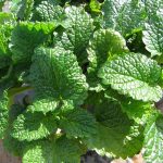 Manfaat Tanaman Lemon Balm