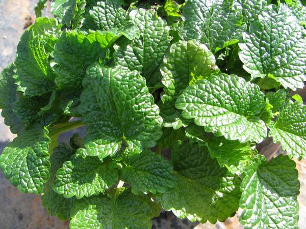 Manfaat Tanaman Lemon Balm