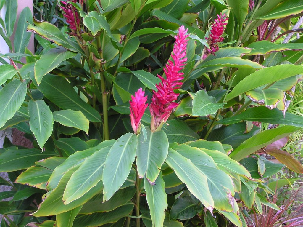 Manfaat Tanaman Lengkuas Merah