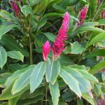 Manfaat Tanaman Lengkuas Merah