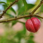 Manfaat Tanaman Mahkota Dewa