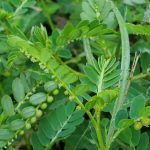 Manfaat Tanaman Meniran