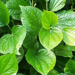 Manfaat Tanaman Merica Lolot