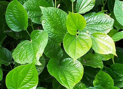 Manfaat Tanaman Merica Lolot