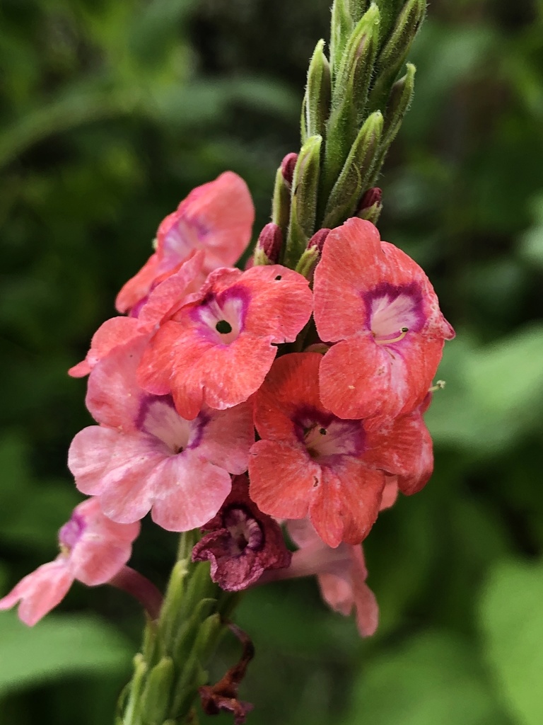 Manfaat Tanaman Ngokilo