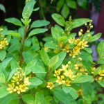 Manfaat Tanaman Pacar Cina