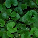 Manfaat Tanaman Pegagan