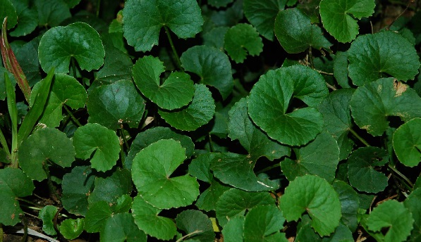 Manfaat Tanaman Pegagan