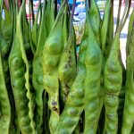 Manfaat Tanaman Petai