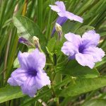 Manfaat Tanaman Pletekan