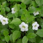 Manfaat Tanaman Posor