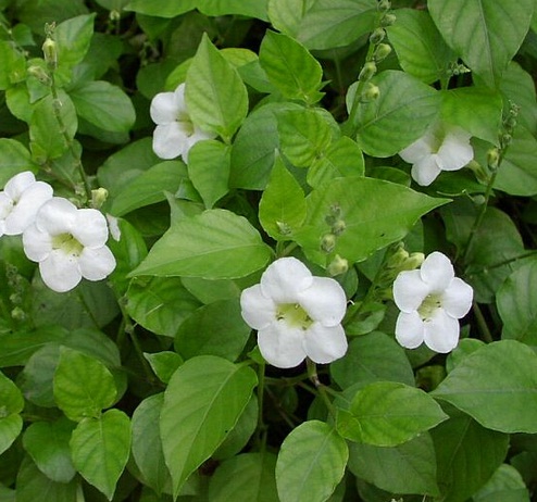 Manfaat Tanaman Posor