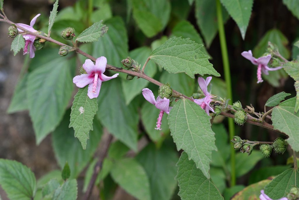 Manfaat Tanaman Pulutan