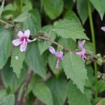 Manfaat Tanaman Pulutan