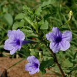 Manfaat Tanaman Ruellia