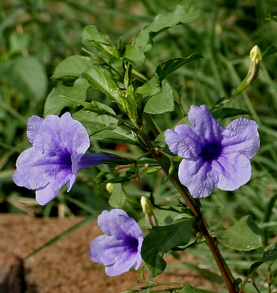 Manfaat Tanaman Ruellia