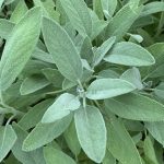 Manfaat Tanaman Sage