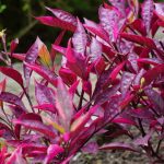 Manfaat Tanaman Sambang Colok