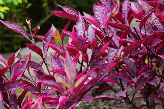 Manfaat Tanaman Sambang Colok