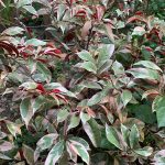 Manfaat Tanaman Sambang Darah