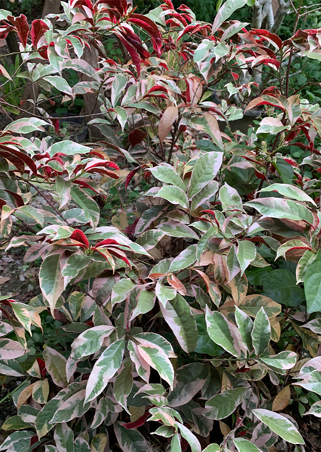 Manfaat Tanaman Sambang Darah