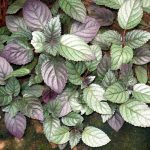 Manfaat Tanaman Sambang Getih