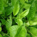 Manfaat Tanaman Sambung Nyawa