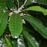 Manfaat Tanaman Sanrego