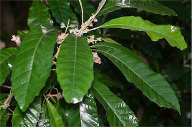 Manfaat Tanaman Sanrego