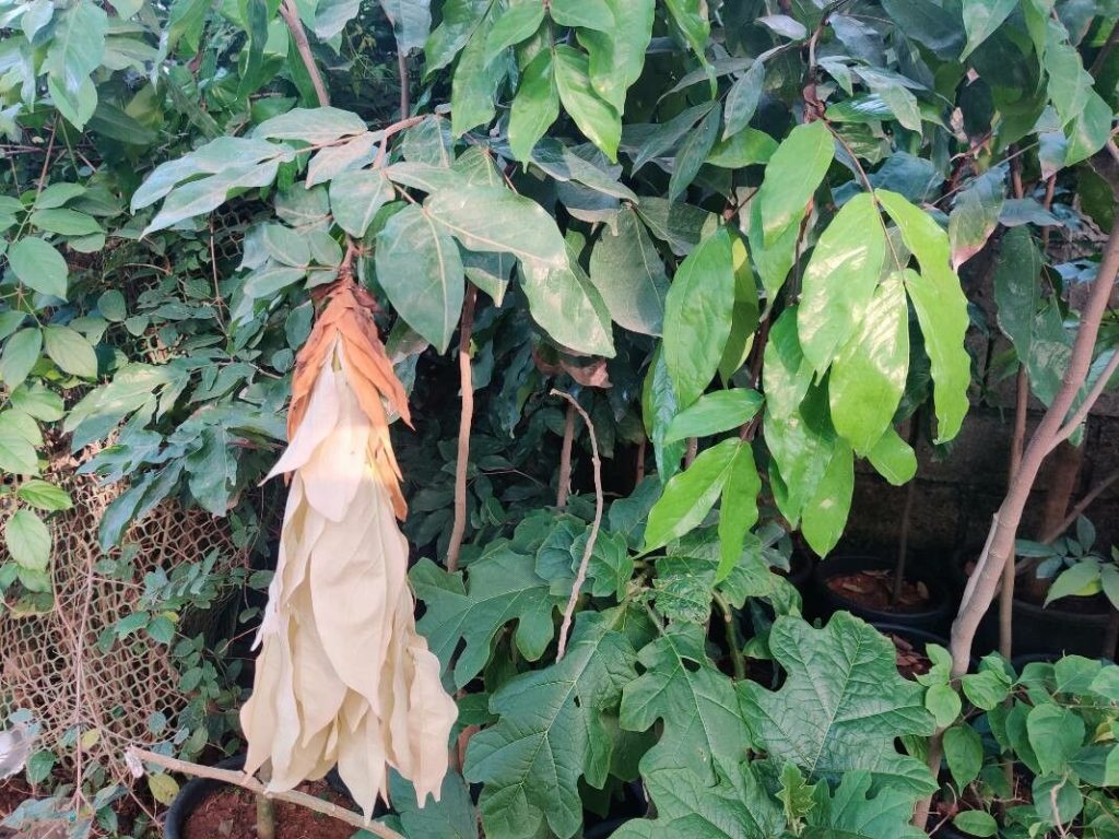 Manfaat Tanaman Sapu Tangan