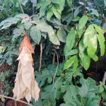 Manfaat Tanaman Sapu Tangan